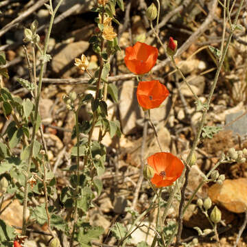 Image of desert globemallow