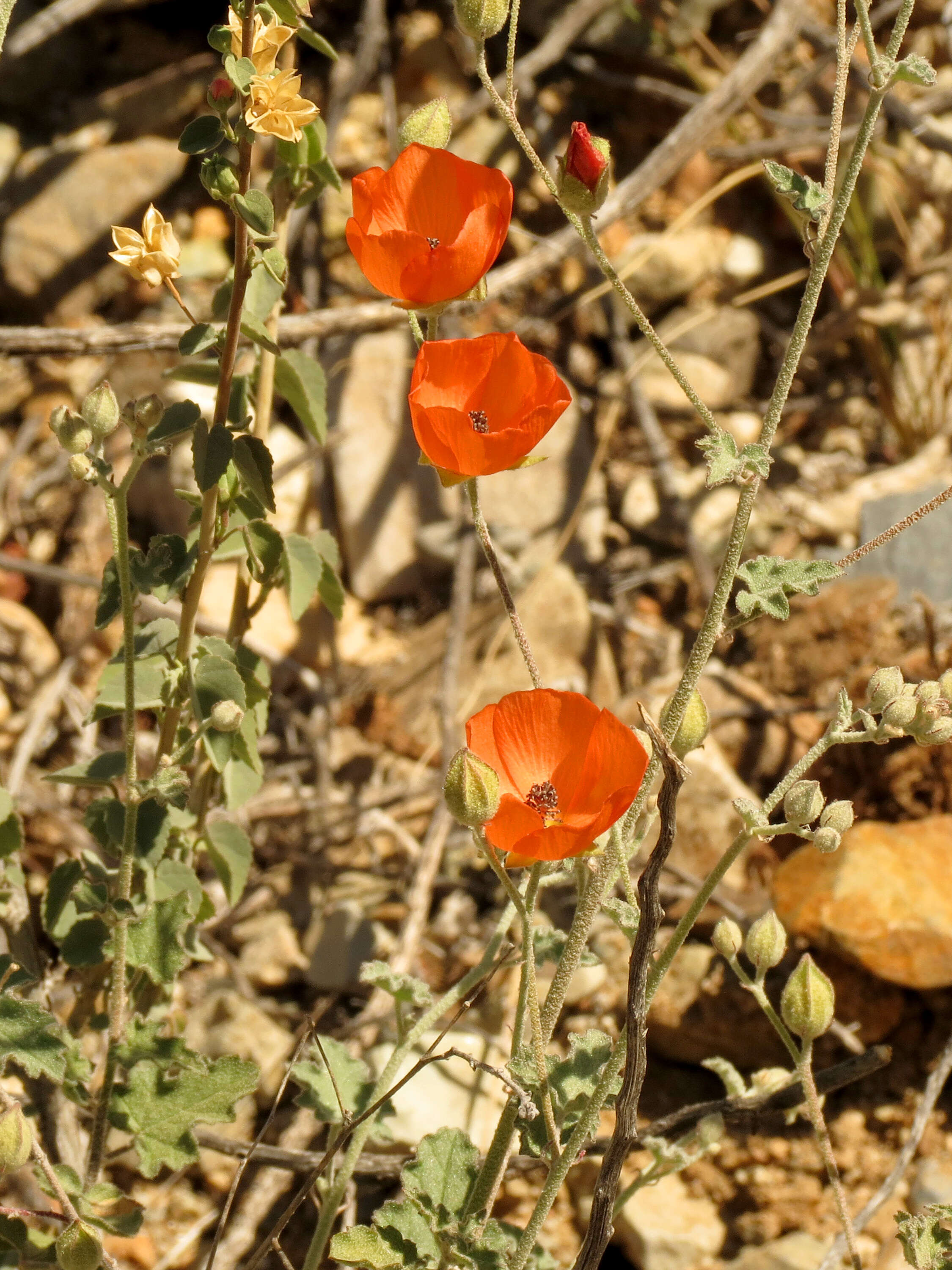 Image of desert globemallow