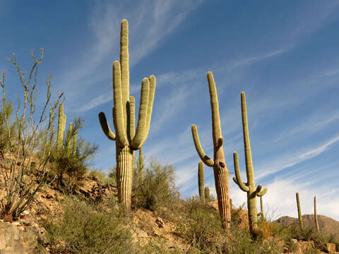 Image of saguaro