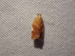 Imagem de Acleris holmiana Linnaeus 1758