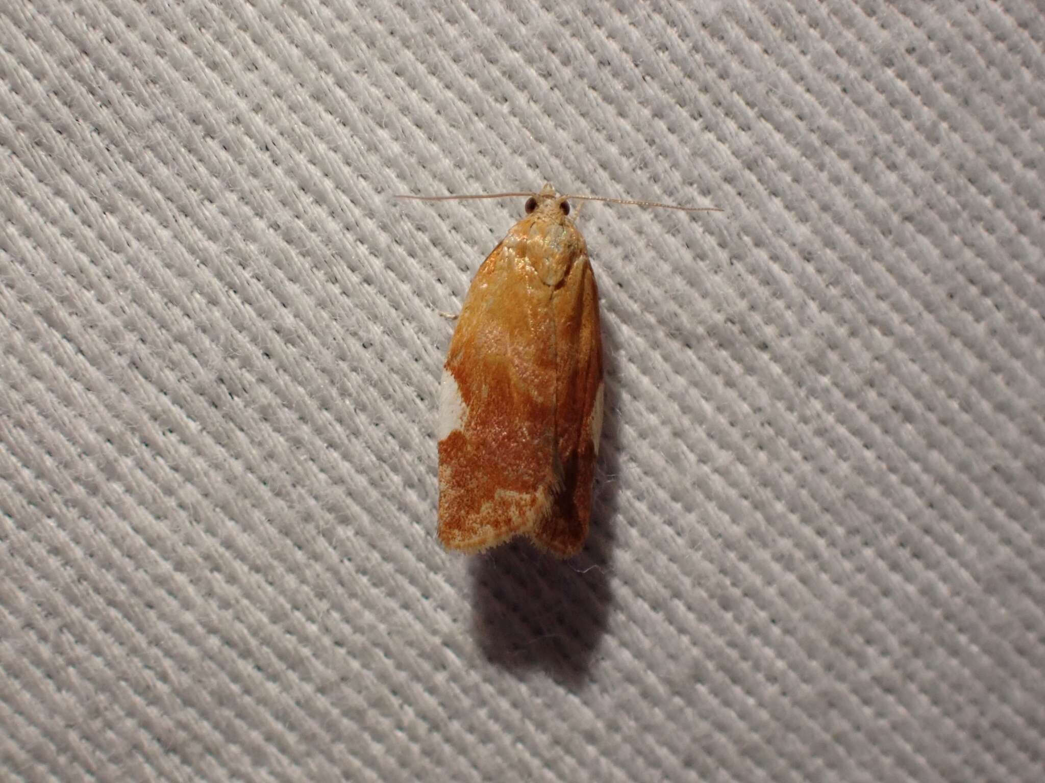 Image of flat white-spotted leaf roller