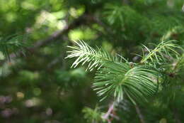 Image of Douglas-fir