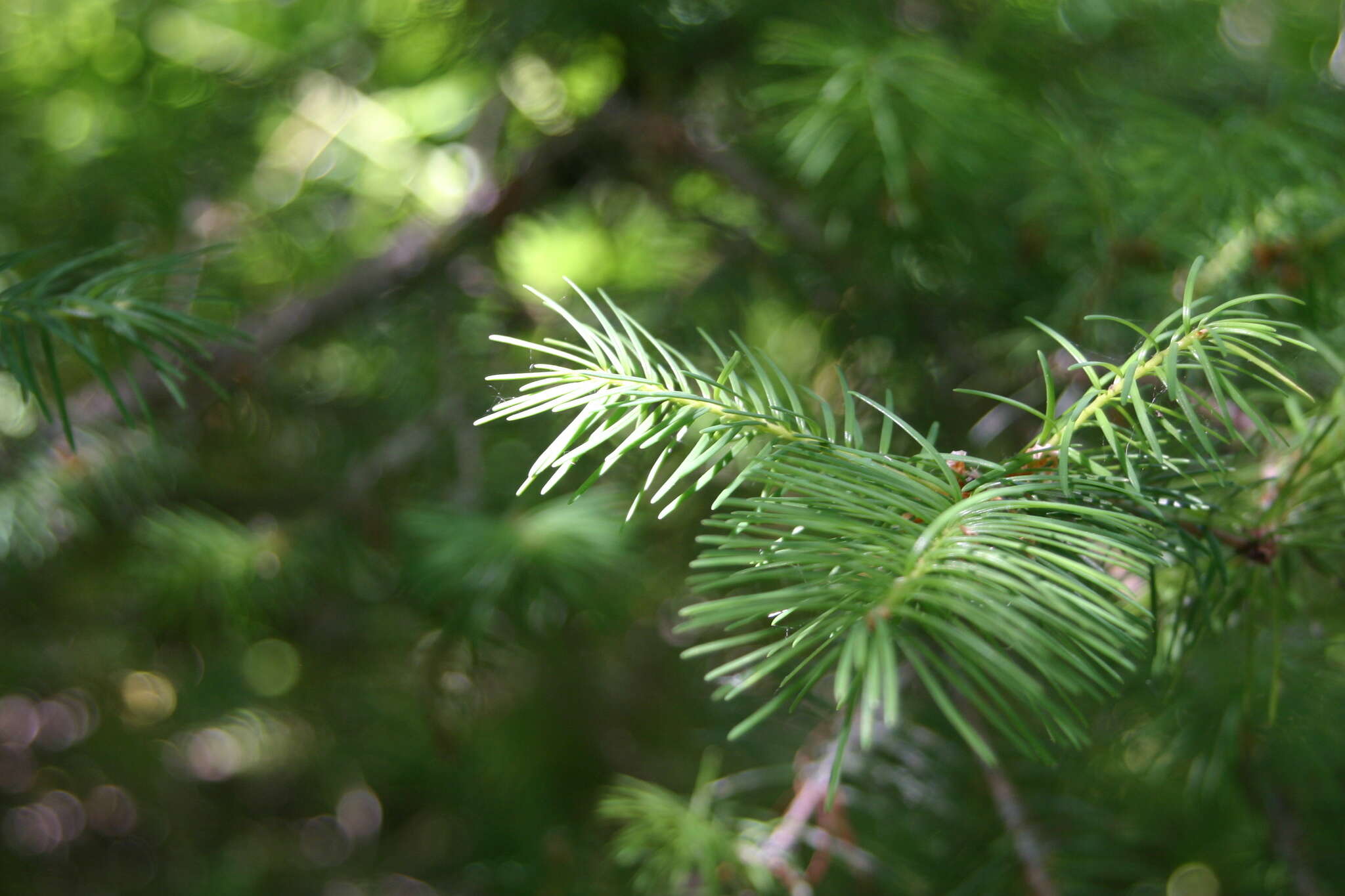 Image of Douglas-fir