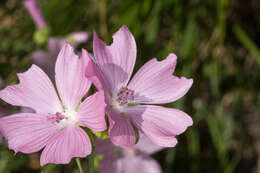 Image of musk mallow