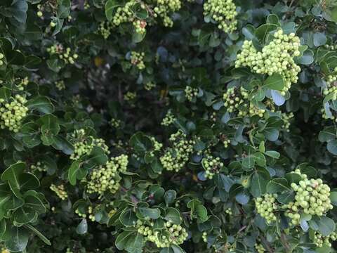 Image of Searsia lucida (L.) F. A. Barkley