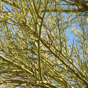 Image of yellow paloverde