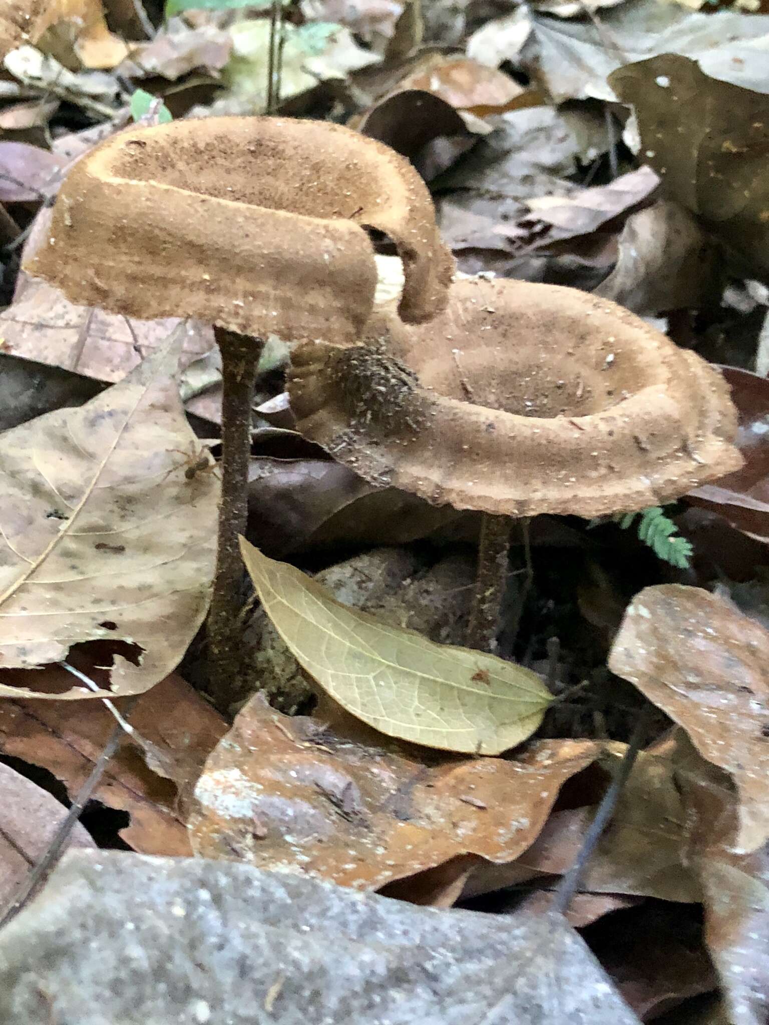 Image of Lentinus velutinus Fr. 1830