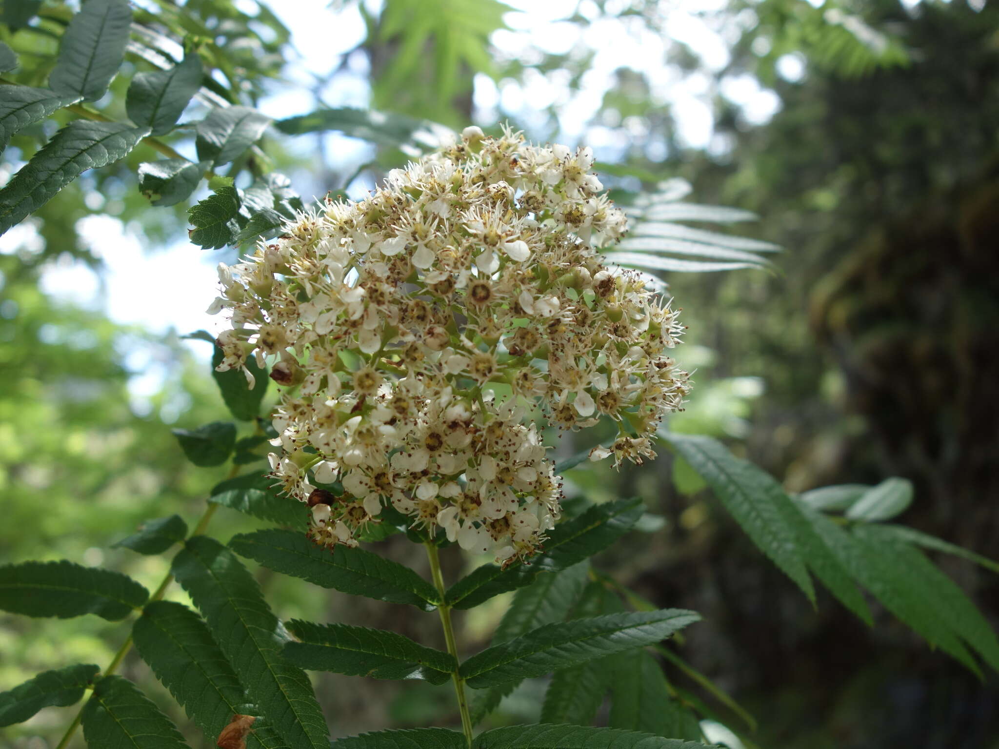 Image of Sorbus randaiensis (Hayata) Koidz.