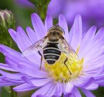 Image of Syrphid fly