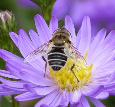 Image of Syrphid fly