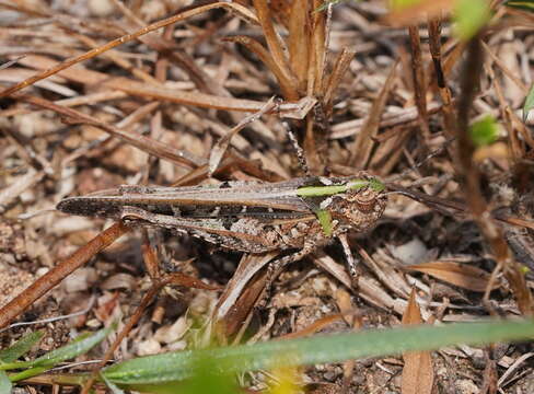 Image of Heteropternis obscurella (Blanchard & E. 1853)