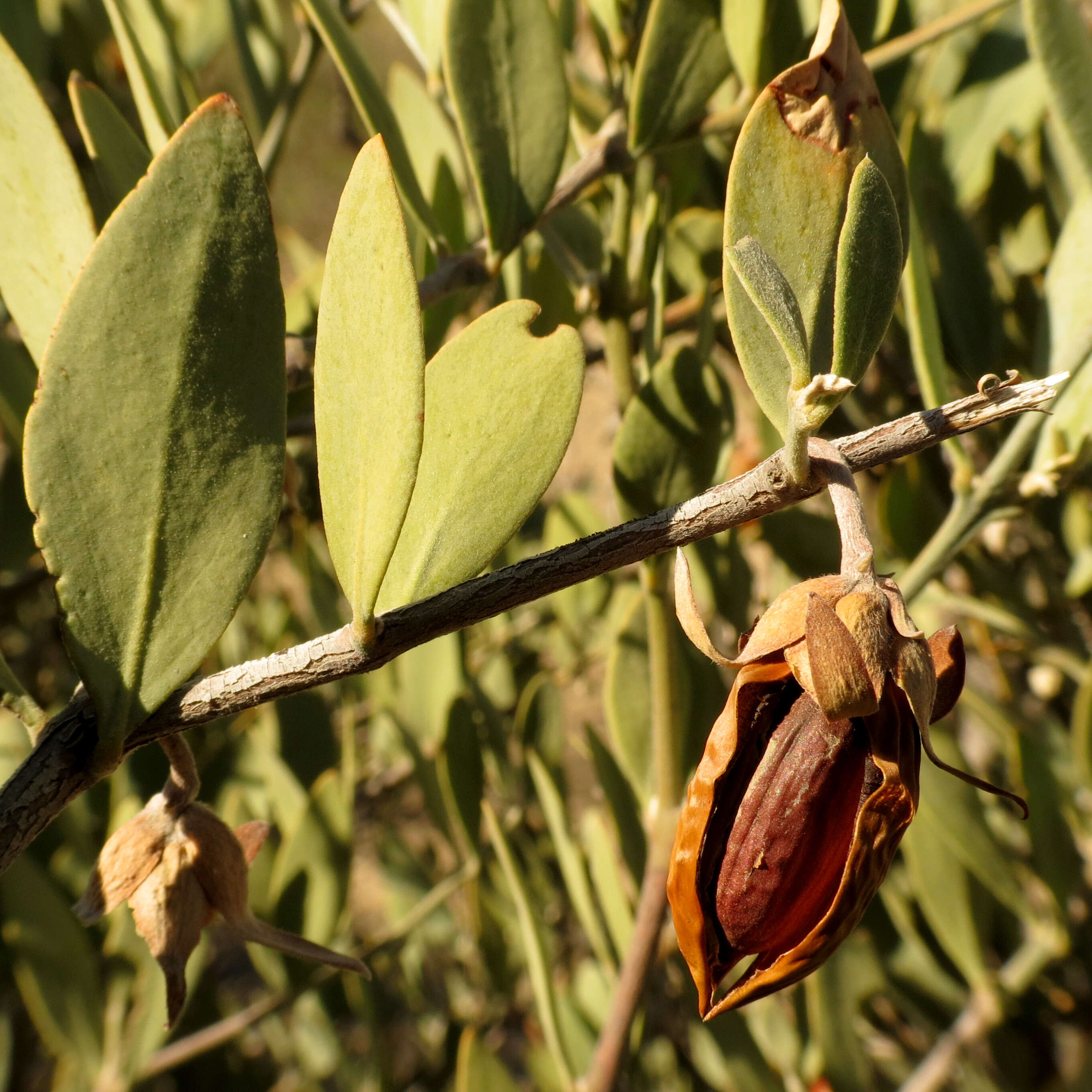 Image of goatnut