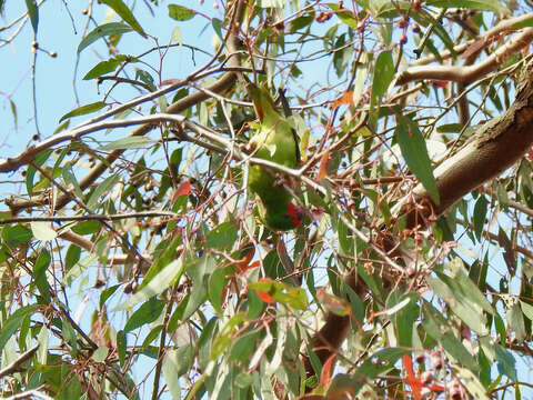 Image of Little Lorikeet