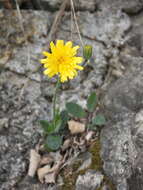 Imagem de Hieracium bifidum Kit.