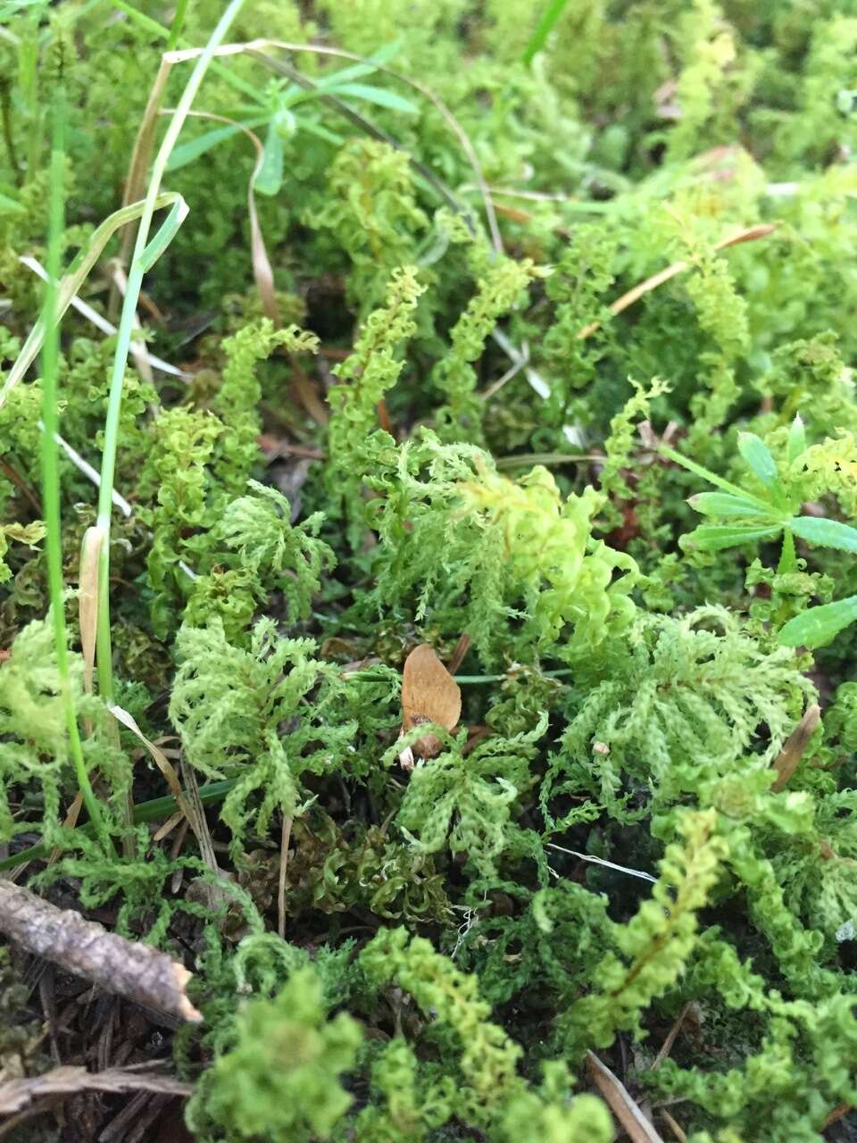 Image of plagiomnium moss