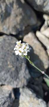 Image of Crambe fruticosa subsp. fruticosa