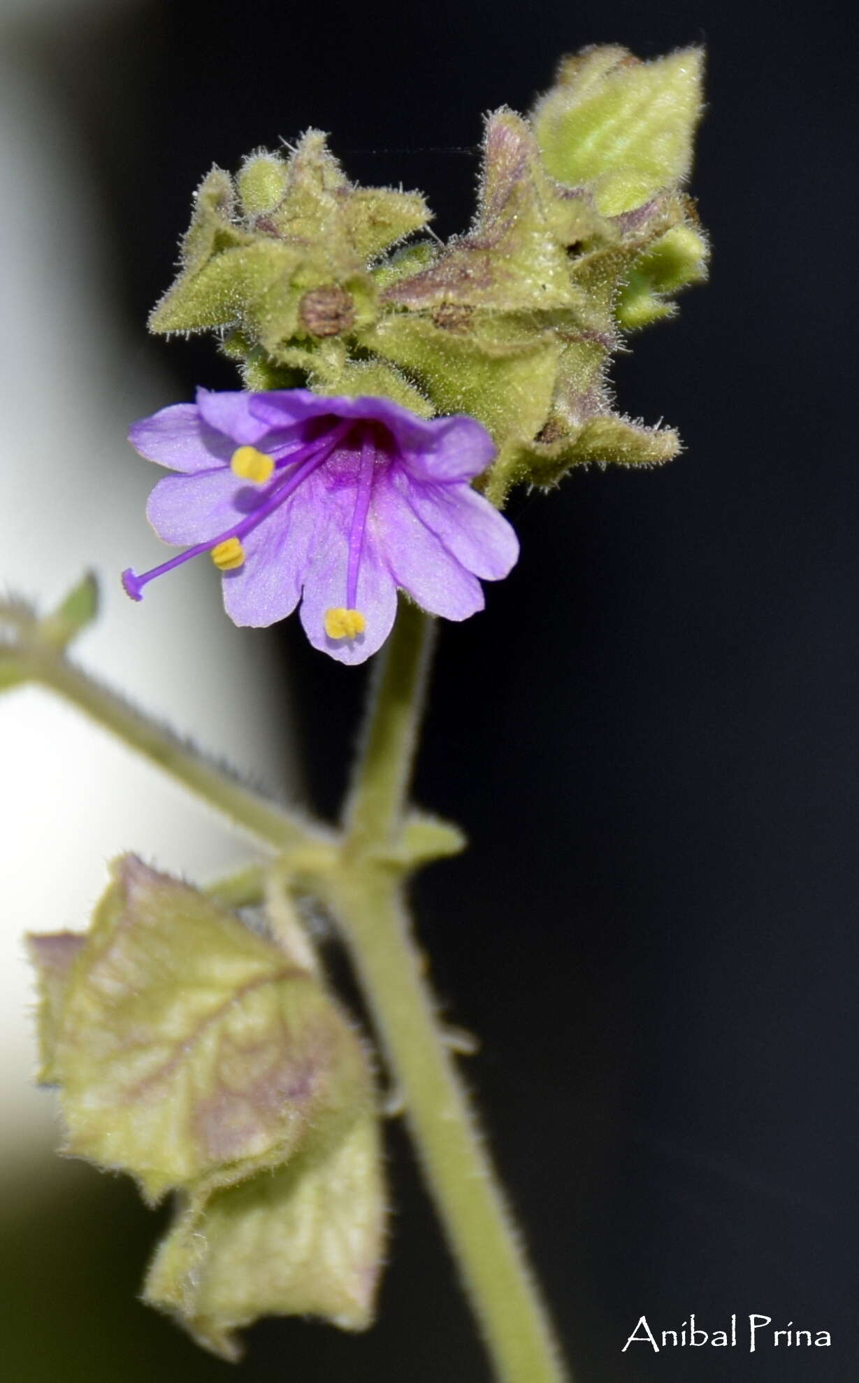 Image of Mirabilis ovata (Ruiz & Pav.) Meigen