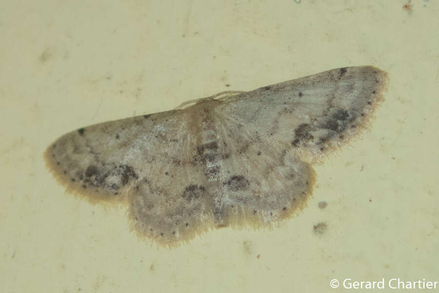 Image de Idaea chotaria Swinhoe 1886