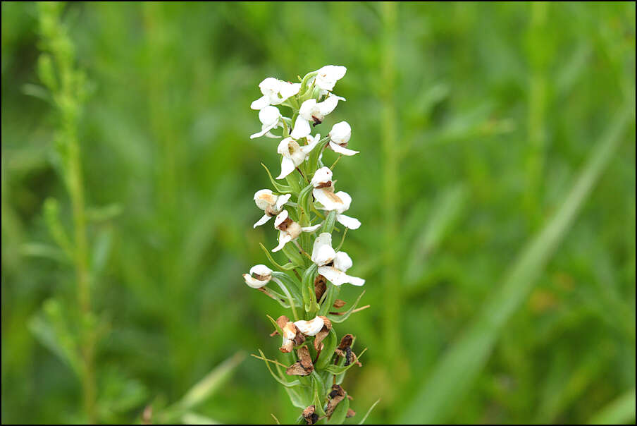 Plancia ëd Platanthera hologlottis Maxim.