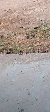 Image of Dusky Indigobird