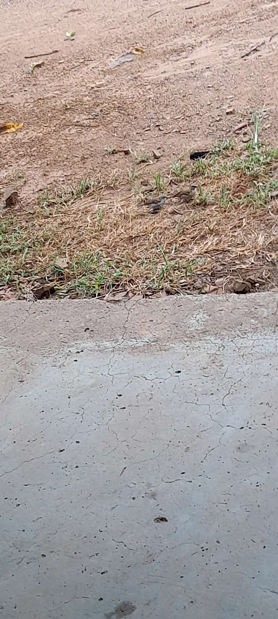 Image of Dusky Indigobird