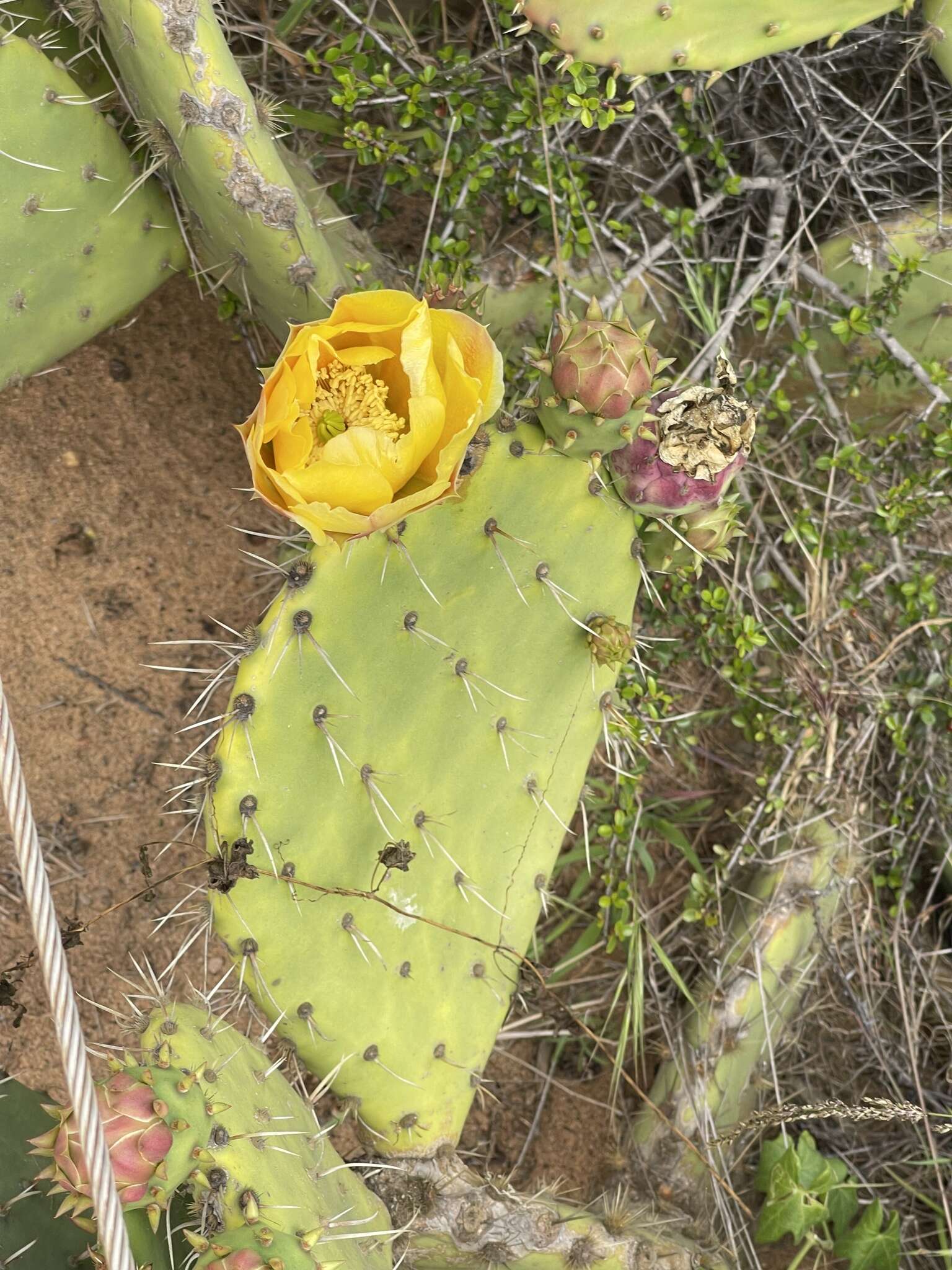 Image of pricklypear