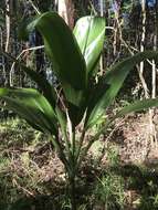 Imagem de Cordyline fruticosa (L.) A. Chev.