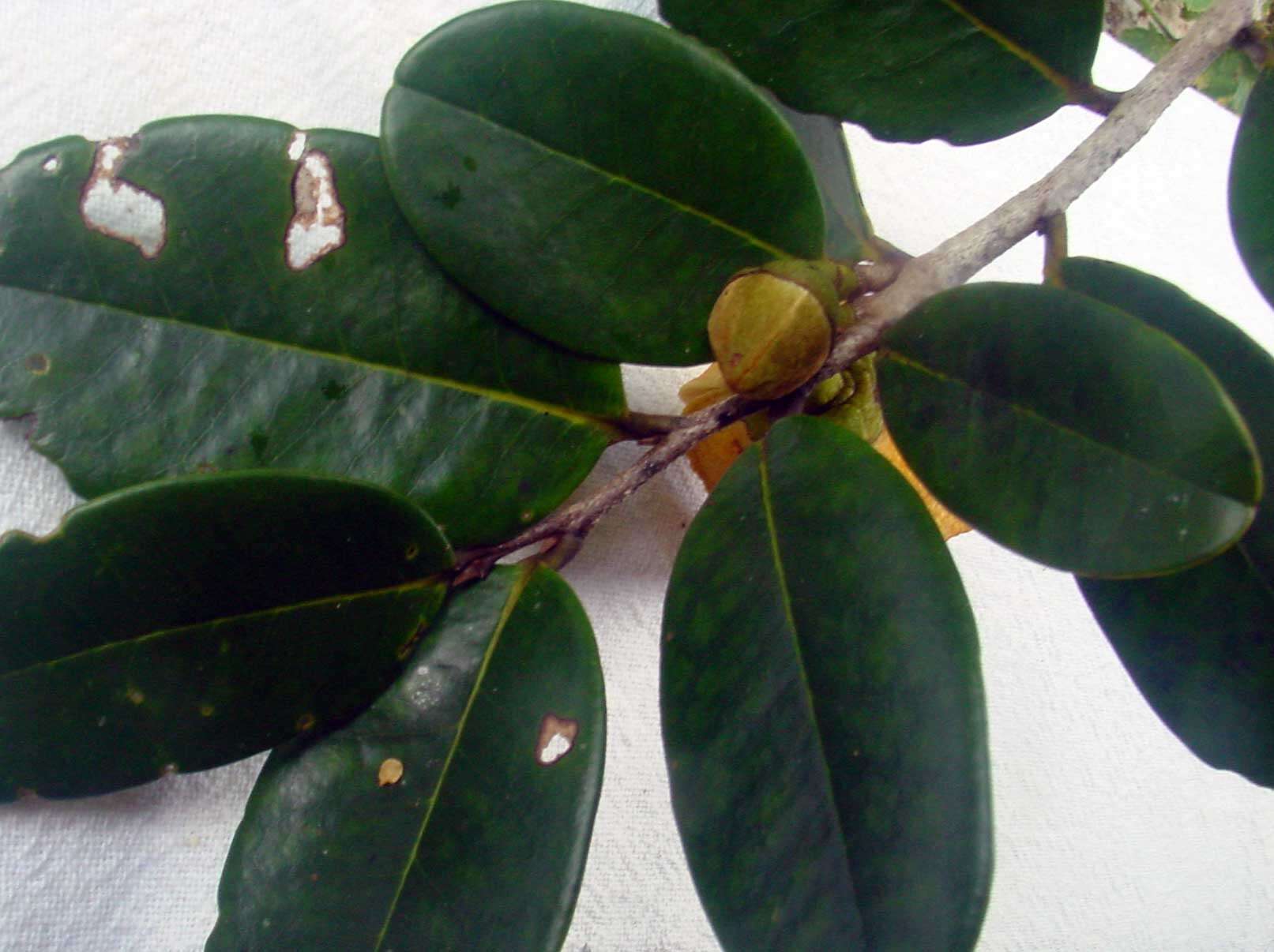 Image of Annona salzmannii A. DC.