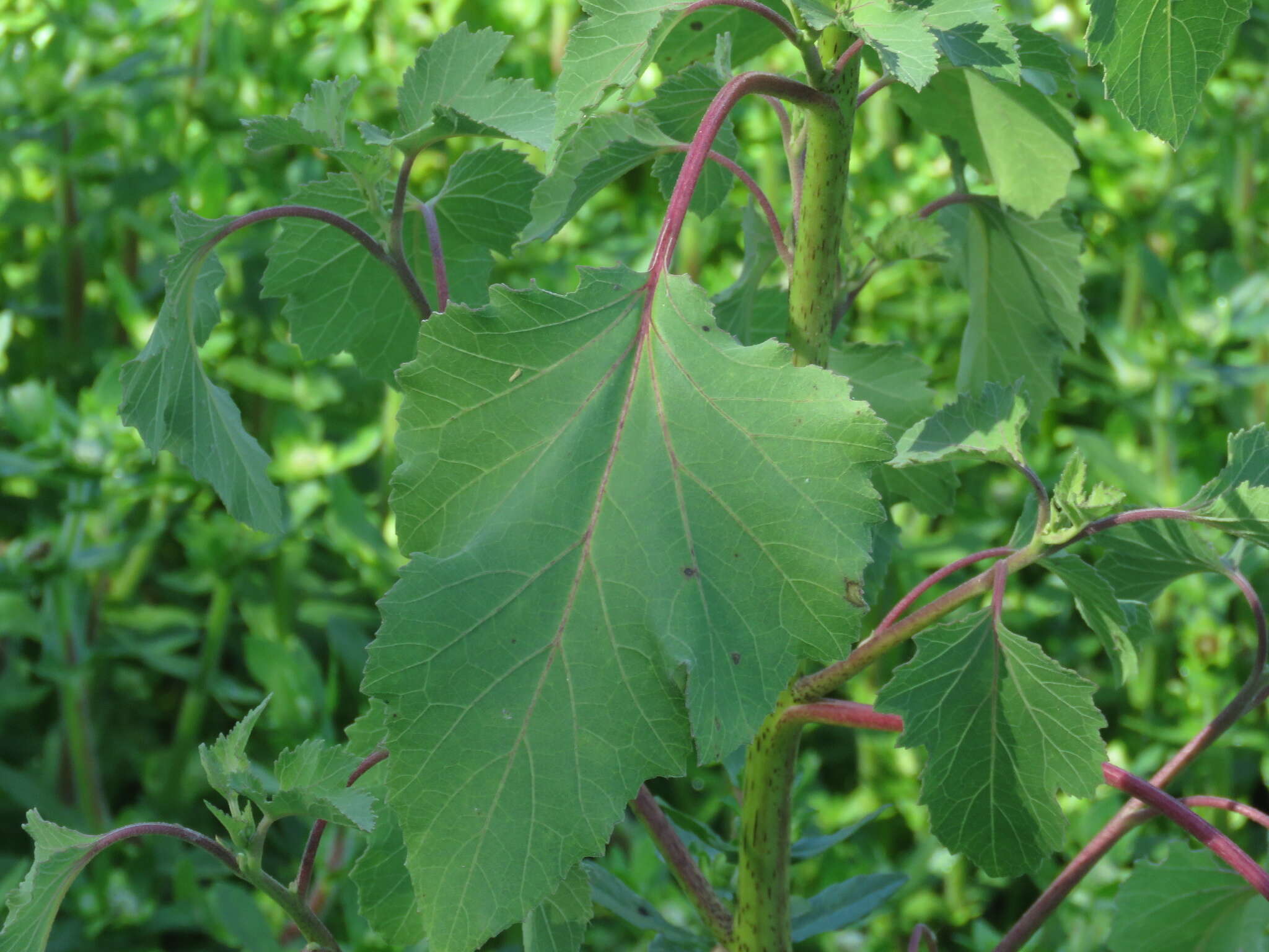 Image of Xanthium orientale subsp. italicum (Moretti) Greuter