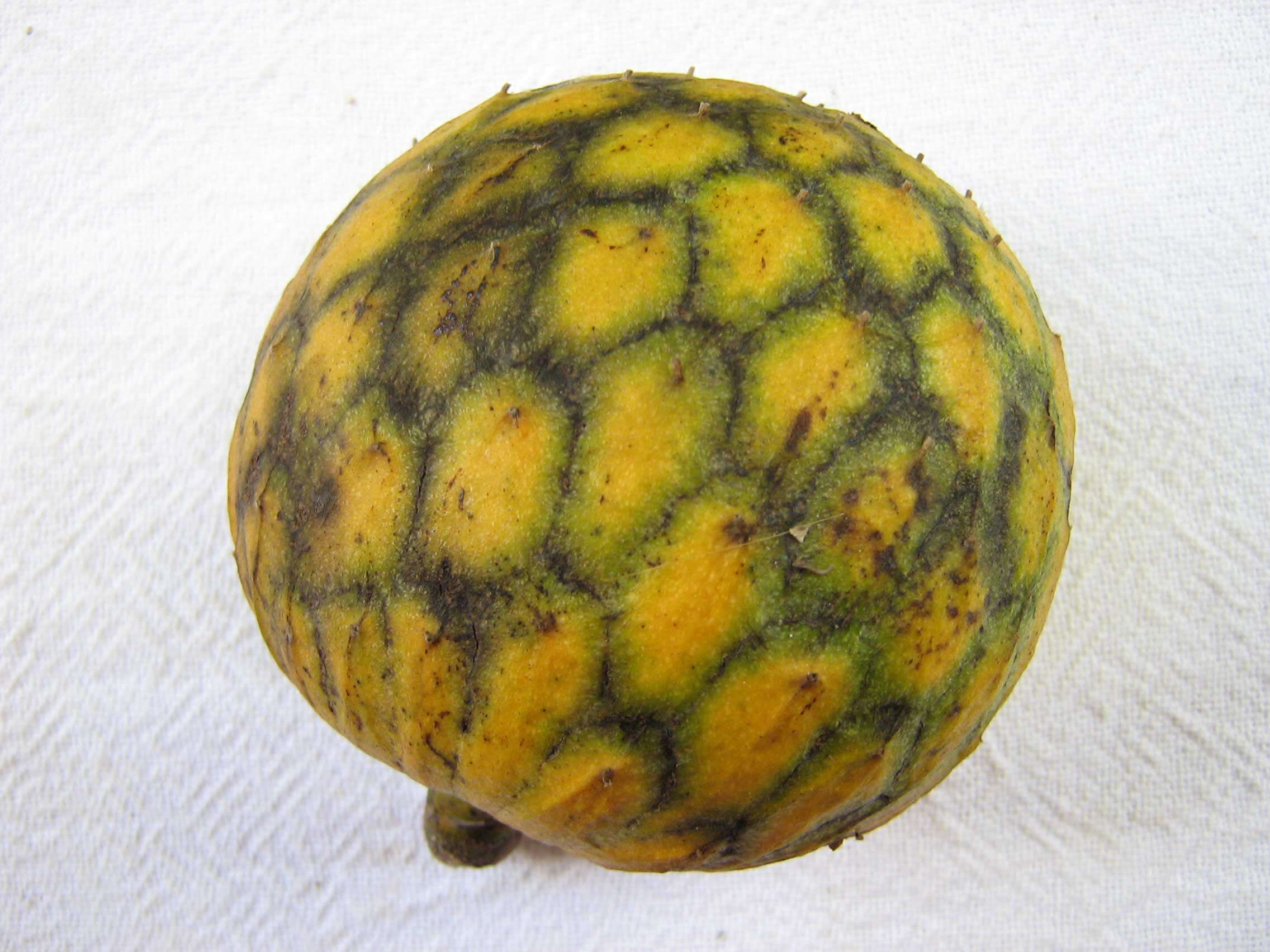 Image of Annona salzmannii A. DC.