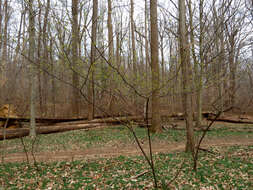 Image of northern spicebush