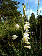 Image of St. Bernard’s lily