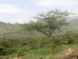 Image of Vachellia hockii (De Wild.) Seigler & Ebinger