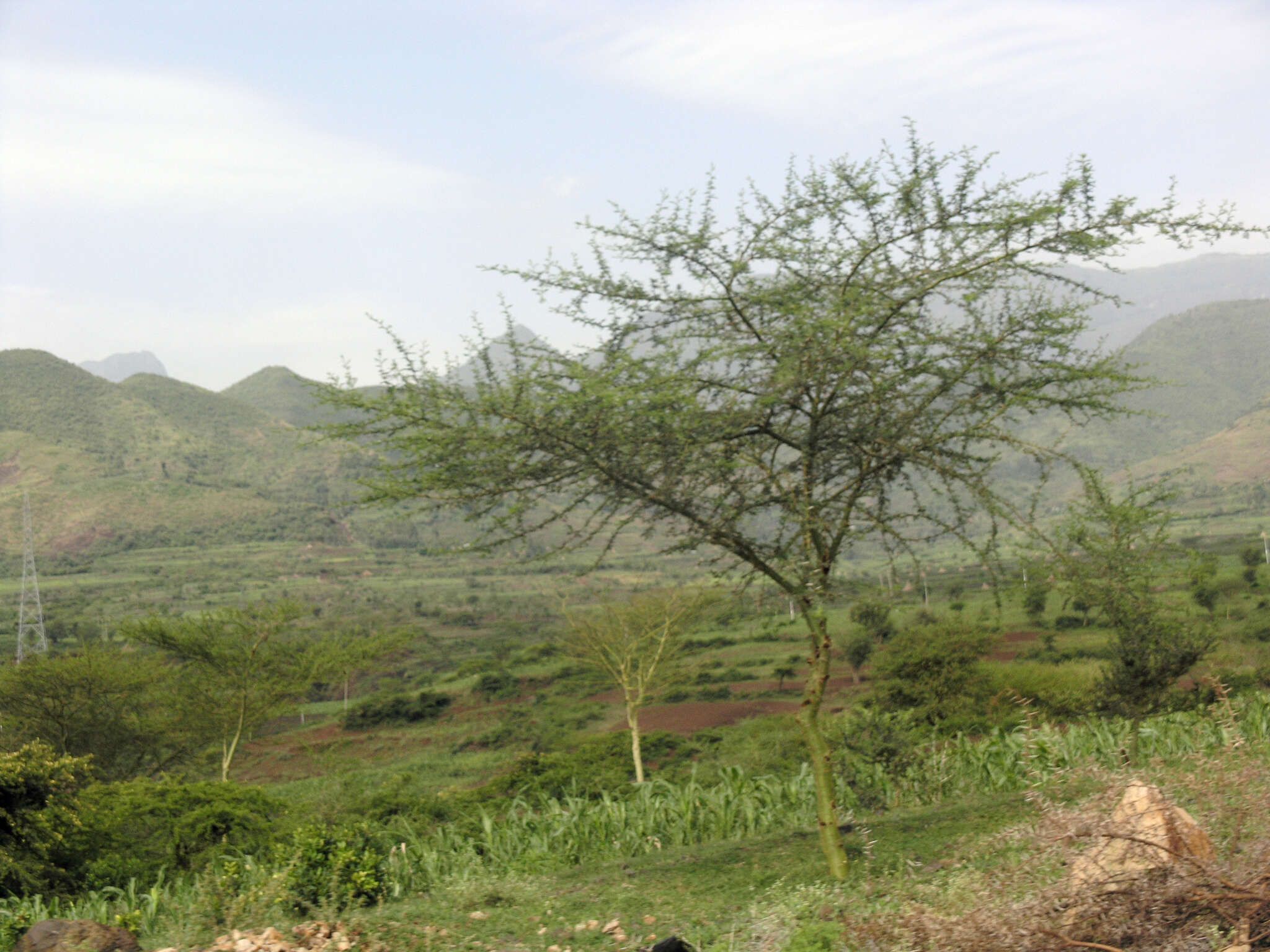 Image of Vachellia hockii (De Wild.) Seigler & Ebinger