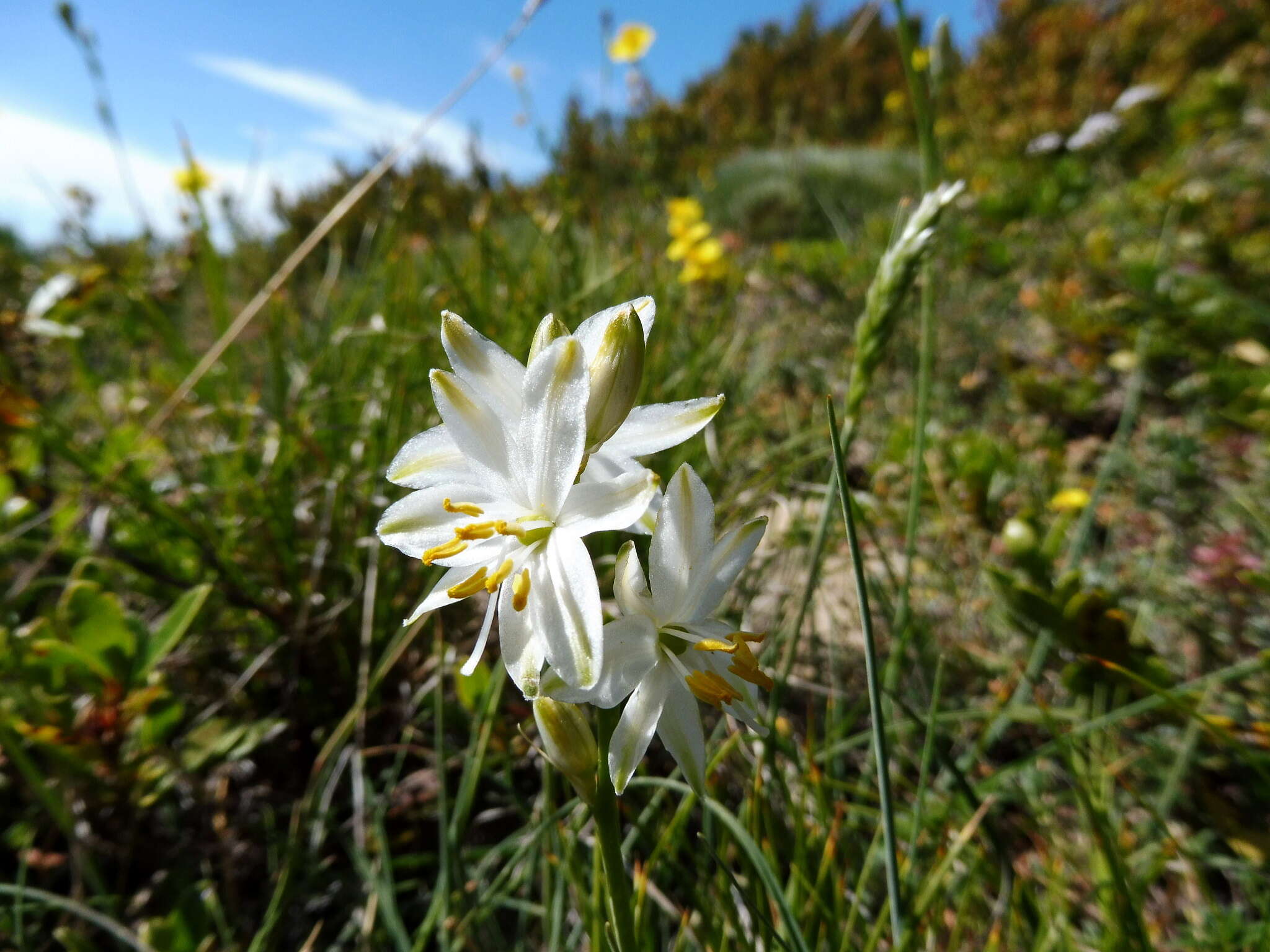 Image of St. Bernard’s lily