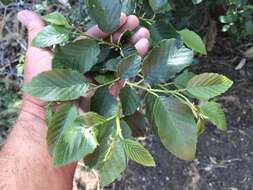 Image de Alnus oblongifolia Torr.