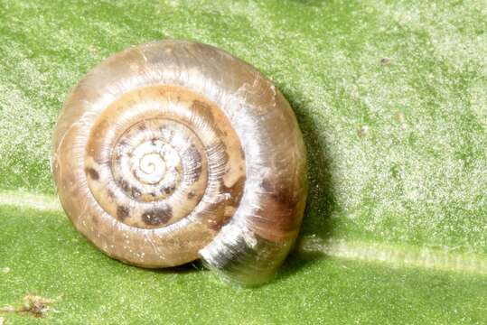 Image of Trochulus clandestinus (W. Hartmann 1821)