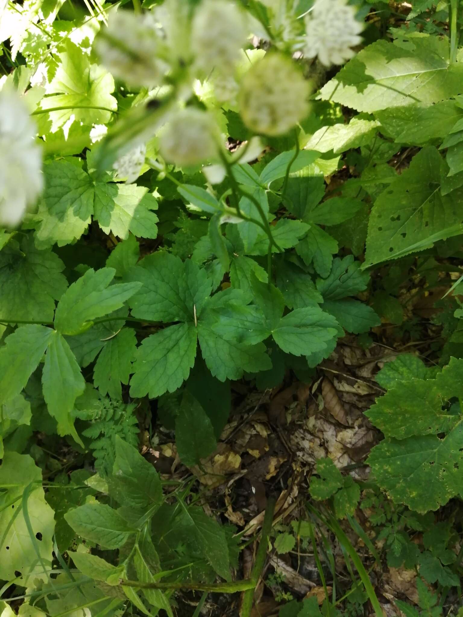 Imagem de Astrantia pontica Albov