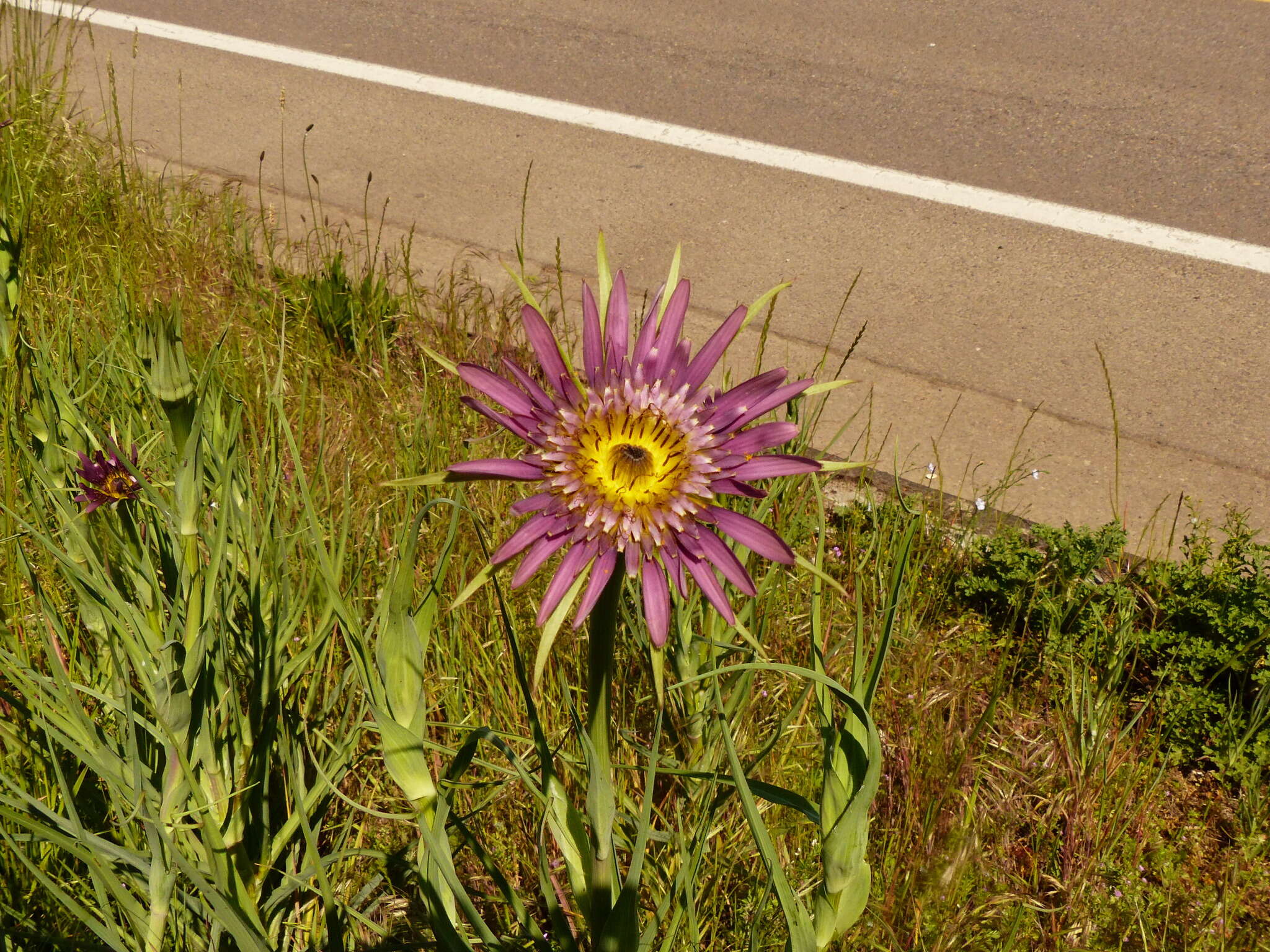 Image of remarkable goatsbeard