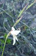 Gladiolus involutus D. Delaroche resmi