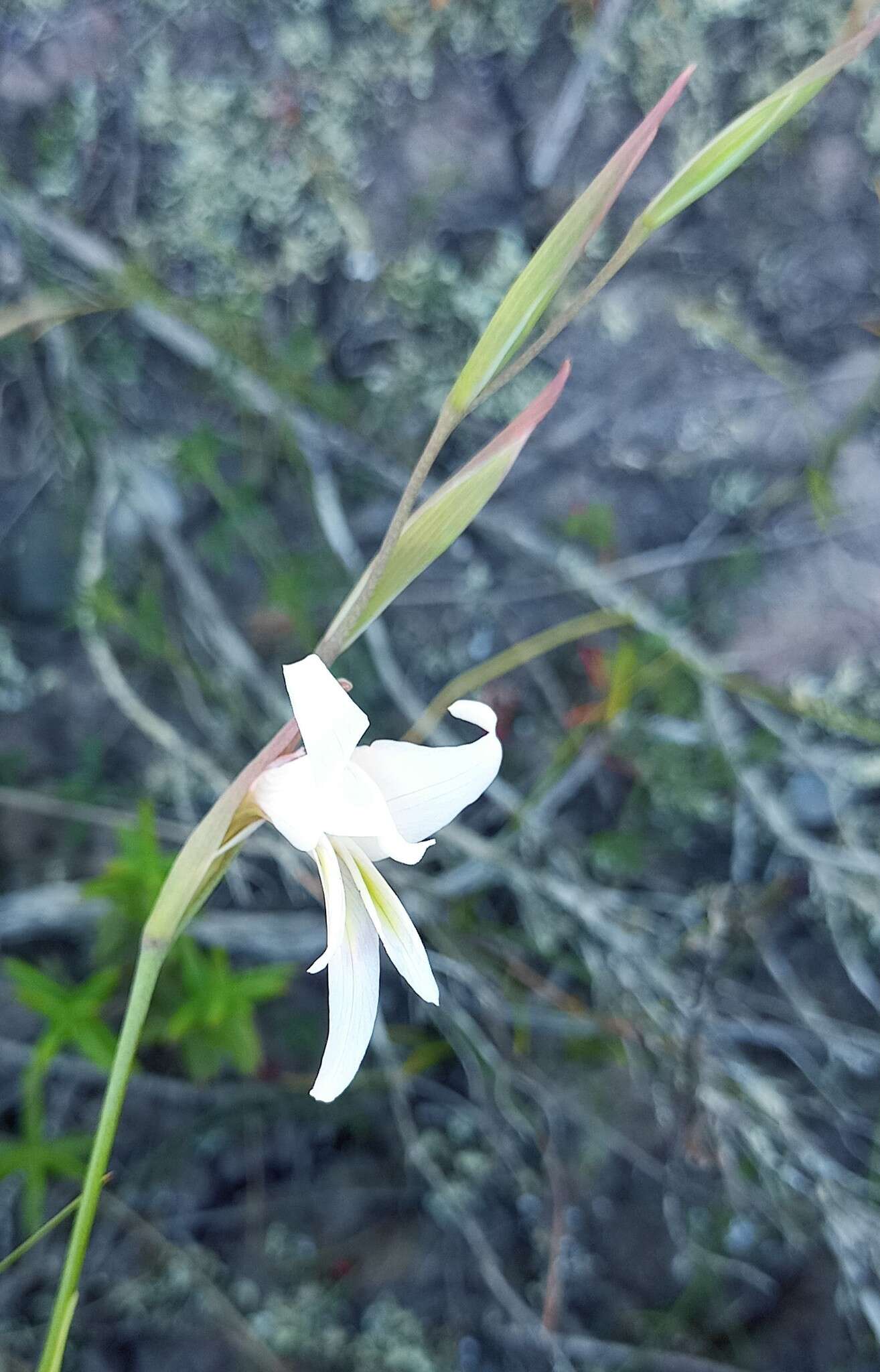 Gladiolus involutus D. Delaroche resmi