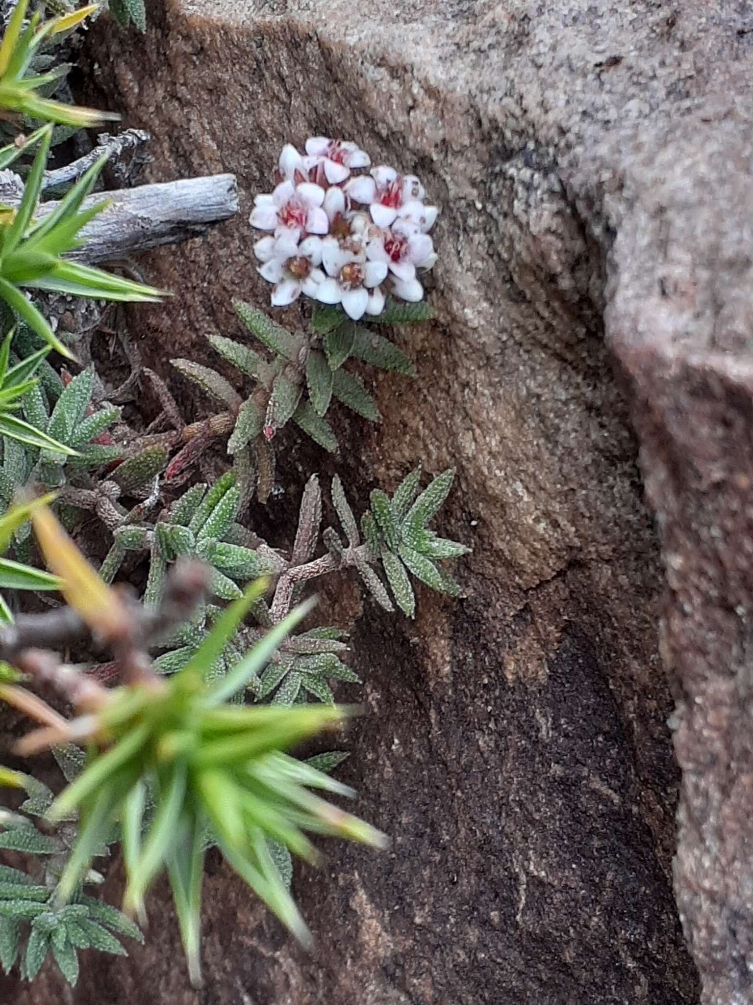 Image of Crassula pruinosa L.