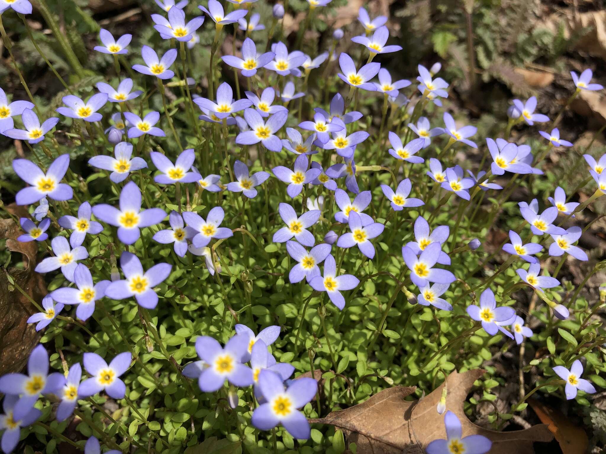 Image of thymeleaf bluet