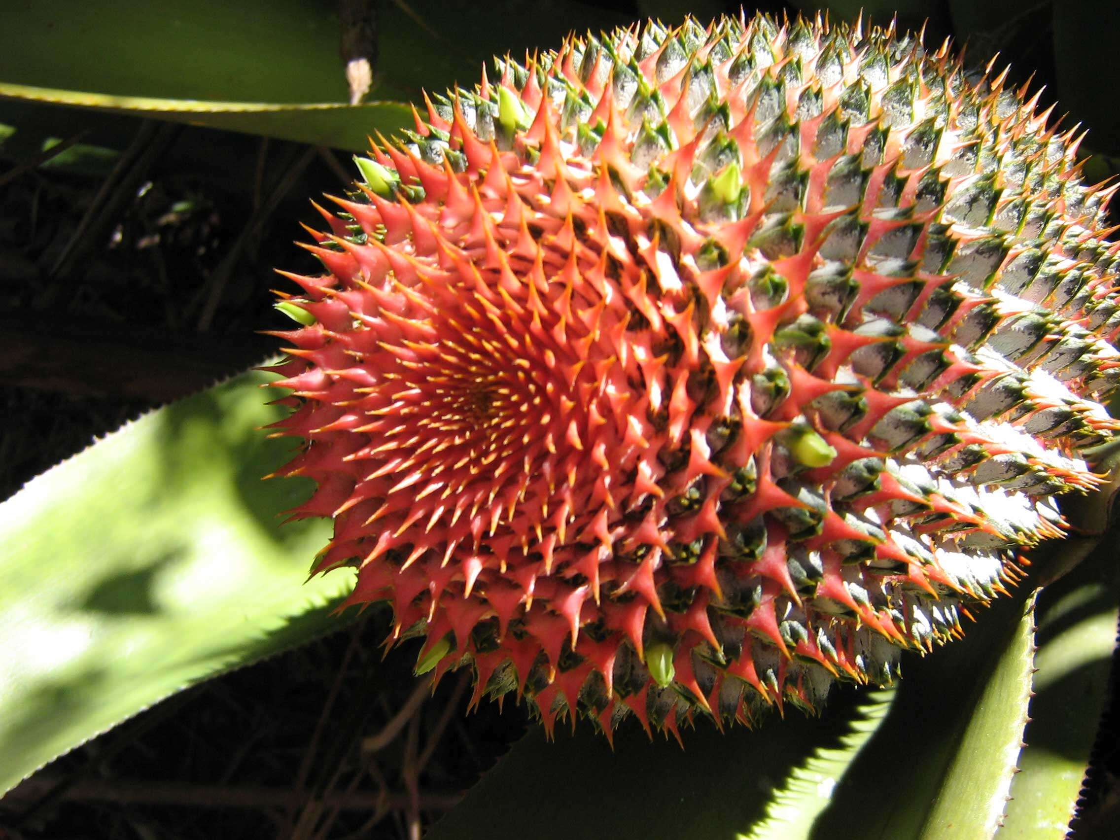 Image of Aechmea multiflora L. B. Sm.