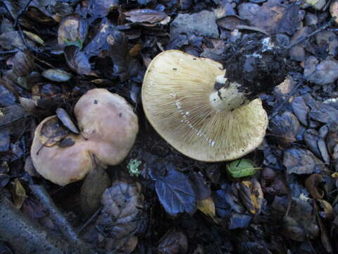 Слика од Lactarius argillaceifolius Hesler & A. H. Sm. 1979