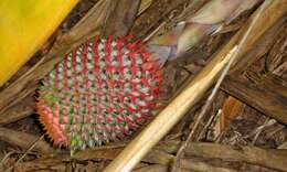 Image of Aechmea multiflora L. B. Sm.