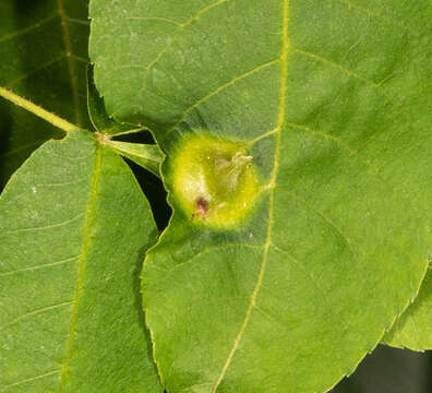 Image of Phylloxera caryaefoliae Fitch 1856