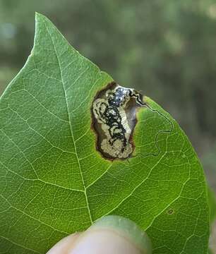 Sivun Ectoedemia nyssaefoliella (Chambers 1880) Wilkinson et al. 1981 kuva