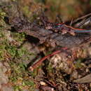 Image of Hoploclonia gecko (Westwood 1859)