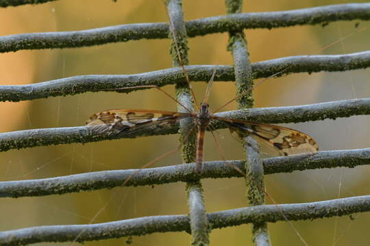 Image of Leptotarsus (Macromastix) binotatus (Hutton 1900)